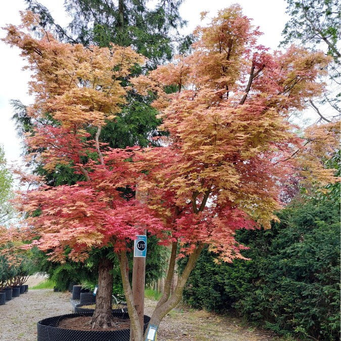Acer palmatum 'Deshojo'