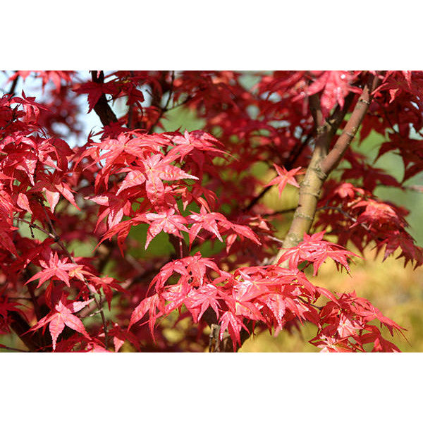 Acer palmatum 'Deshojo'