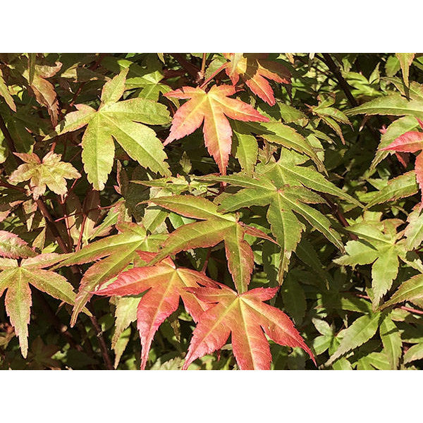 Acer palmatum 'Deshojo'