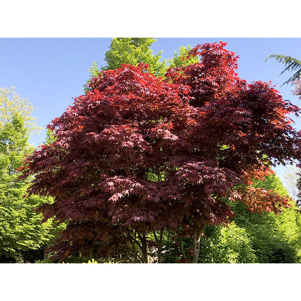 Acer palmatum 'Deshojo'