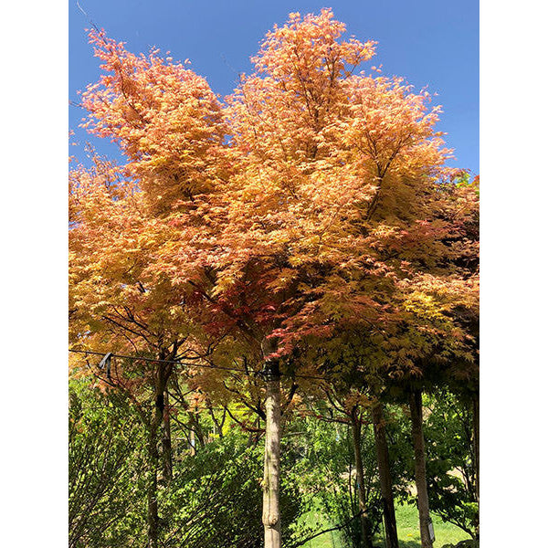 Acer palmatum 'Deshojo'