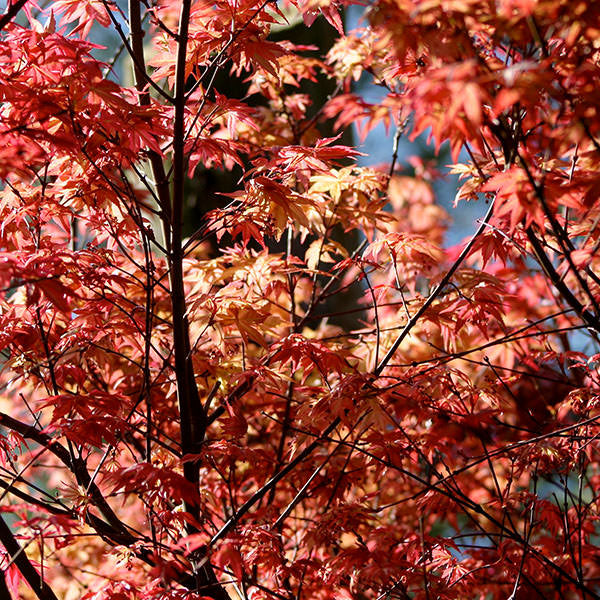 Acer palmatum 'Deshojo'