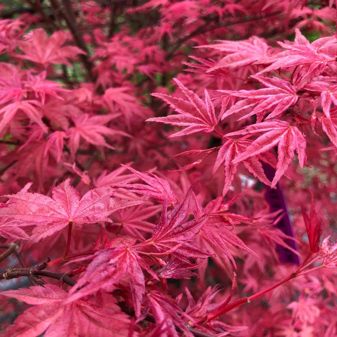Acer palmatum 'Deshojo'