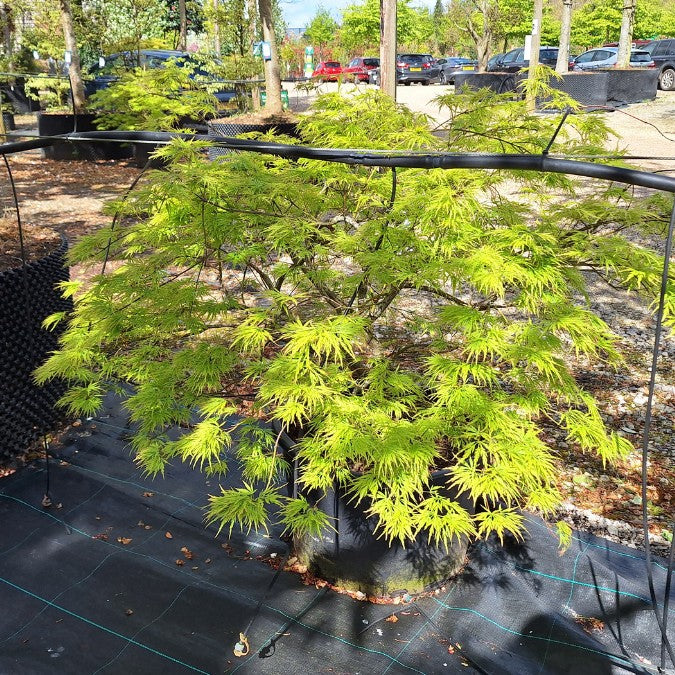 Acer palmatum 'Dissectum' (D)