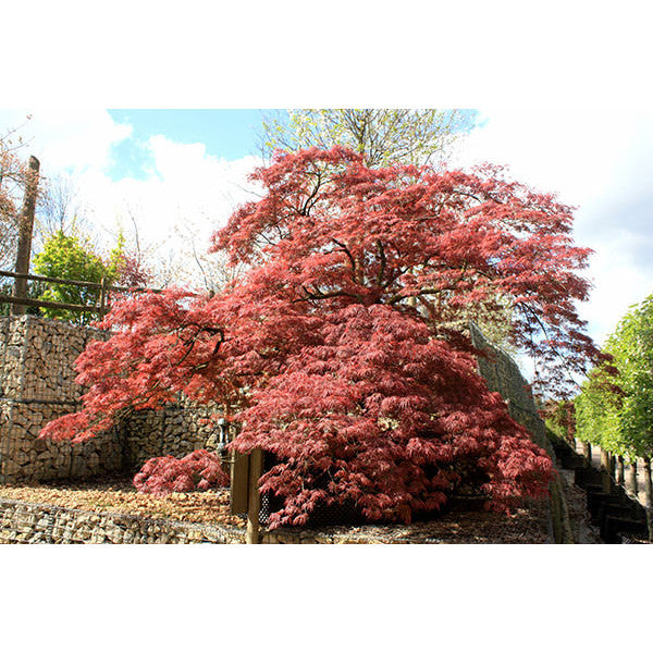 Acer palmatum 'Garnet' (D)