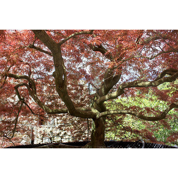 Acer palmatum 'Garnet' (D)