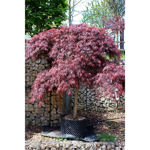 Acer palmatum 'Garnet' (D)
