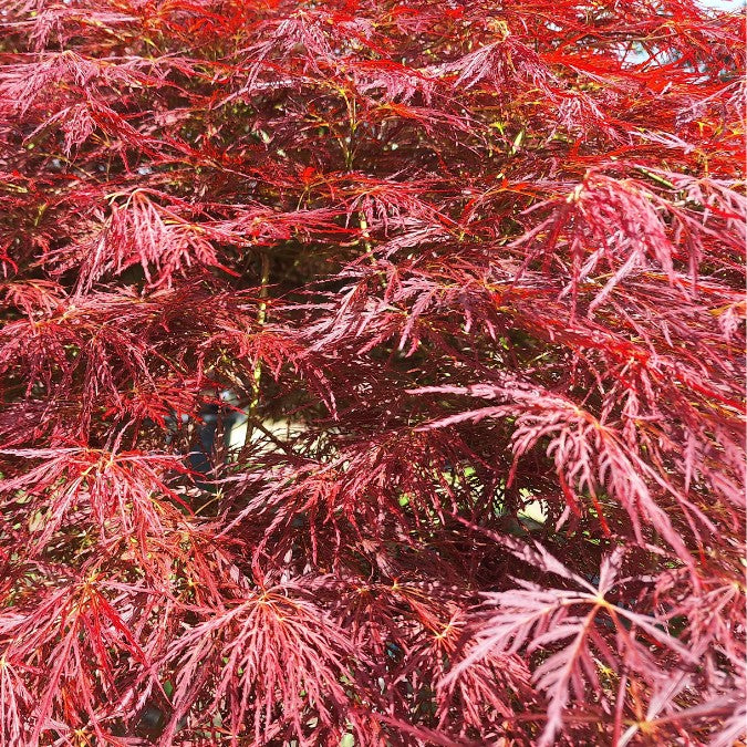 Acer palmatum 'Ornatum' (D)