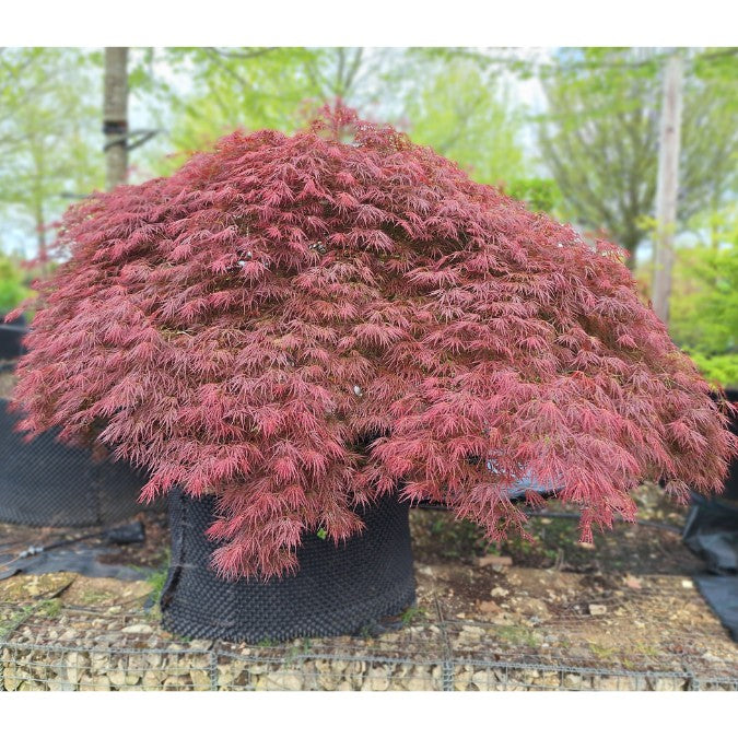 Acer palmatum 'Ornatum' (D)