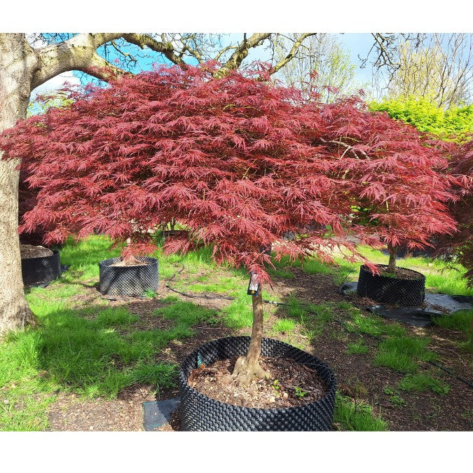 Acer palmatum 'Ornatum' (D)