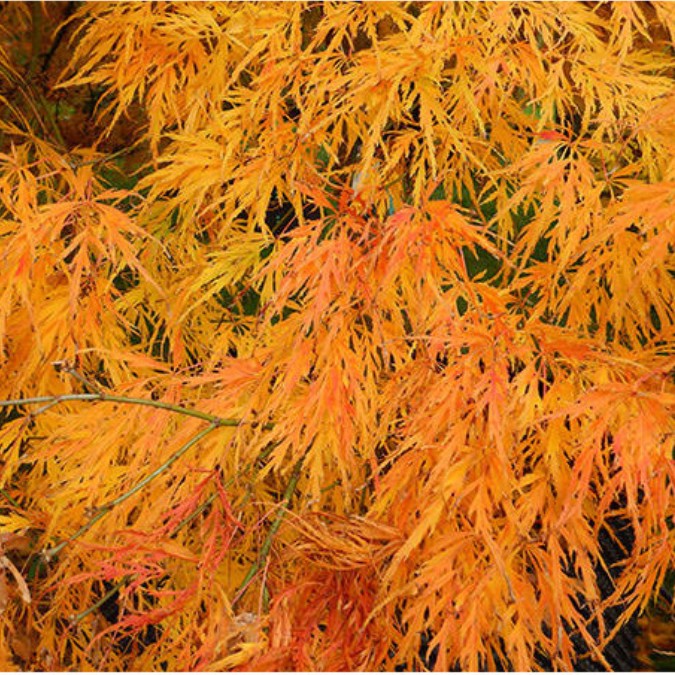 Acer palmatum 'Ornatum' (D)