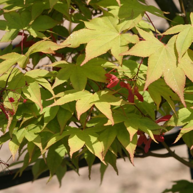 Acer palmatum 'Osakazuki'