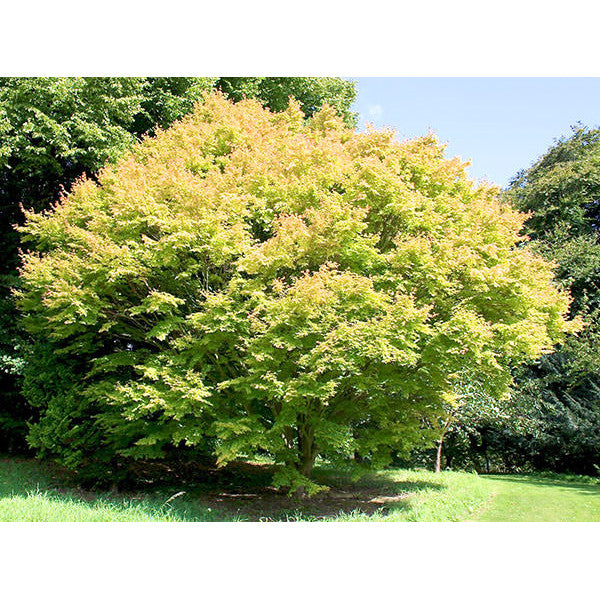 Acer palmatum 'Sango kaku'
