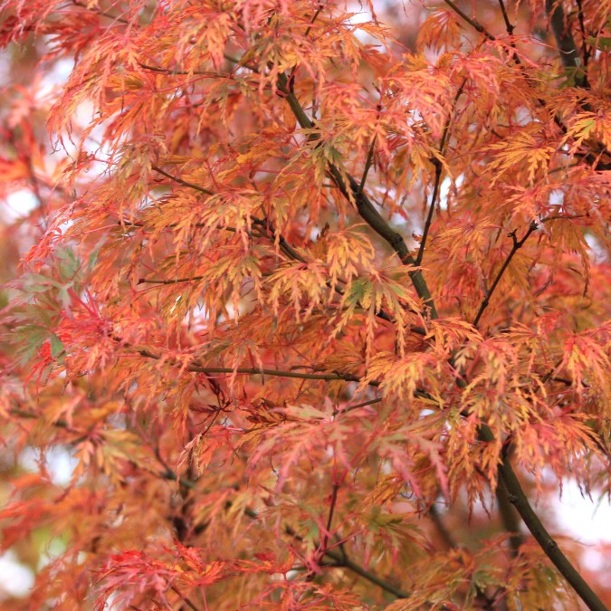 Acer palmatum 'Seiryu'