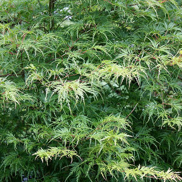 Acer palmatum 'Seiryu'