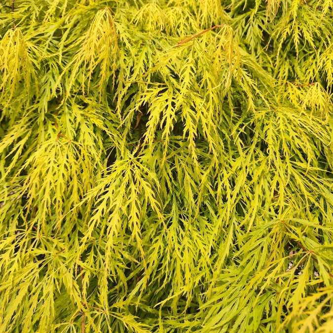 Acer palmatum 'Viridis' (D)
