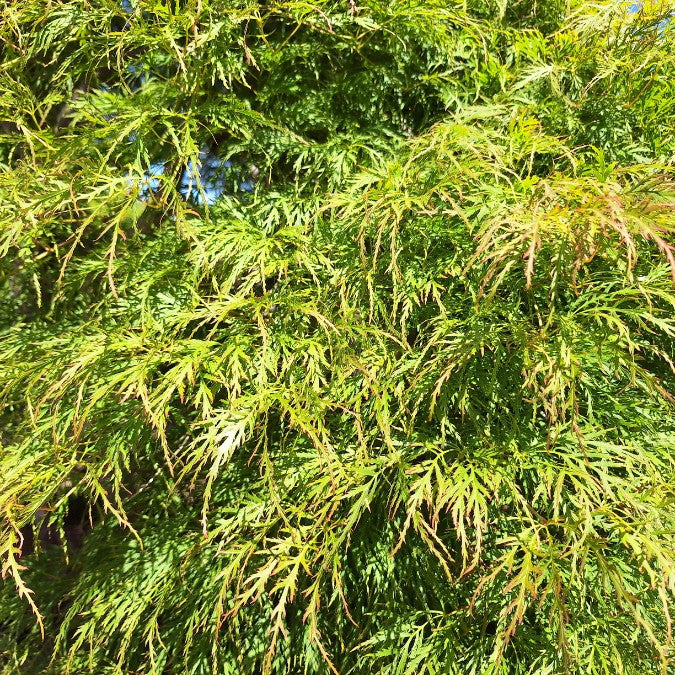 Acer palmatum 'Viridis' (D)