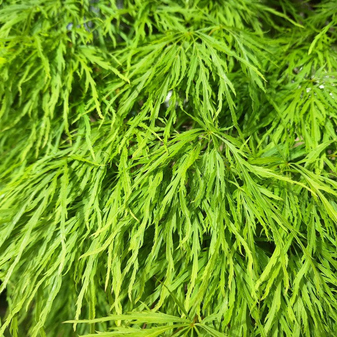 Acer palmatum 'Viridis' (D)