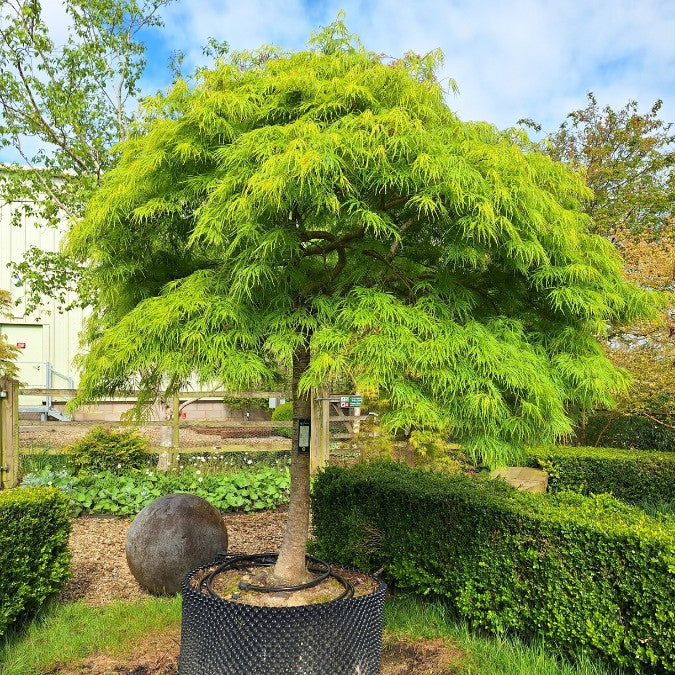 Acer palmatum 'Viridis' (D)