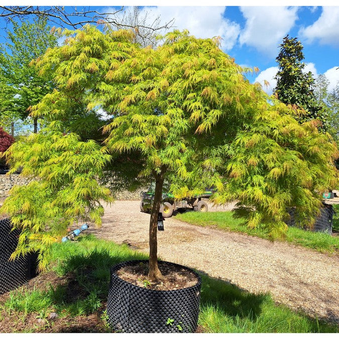 Acer palmatum 'Viridis' (D)