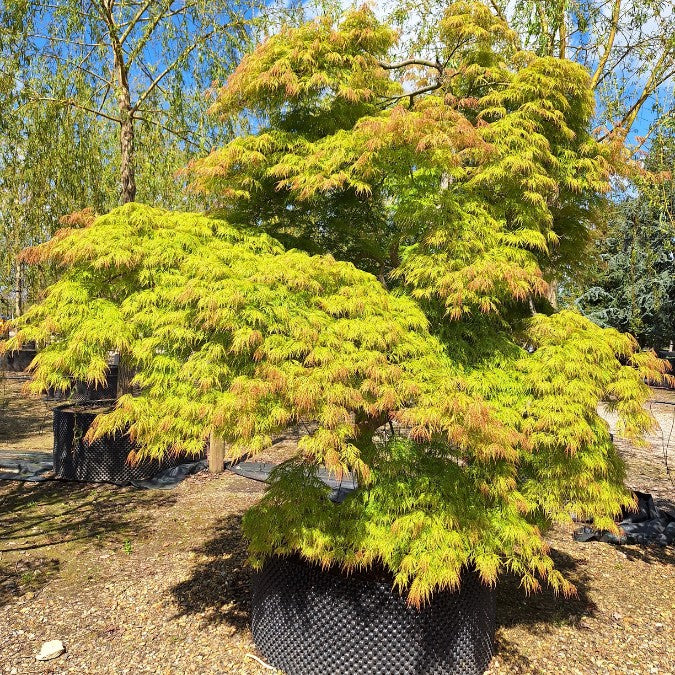 Acer palmatum 'Viridis' (D)