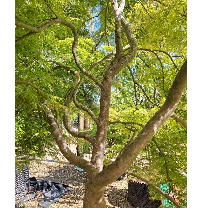 Acer palmatum 'Viridis' (D)