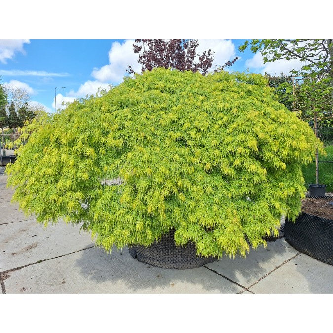 Acer palmatum 'Viridis' (D)