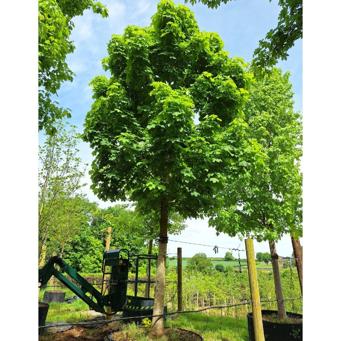 Acer platanoides 'Columnare'