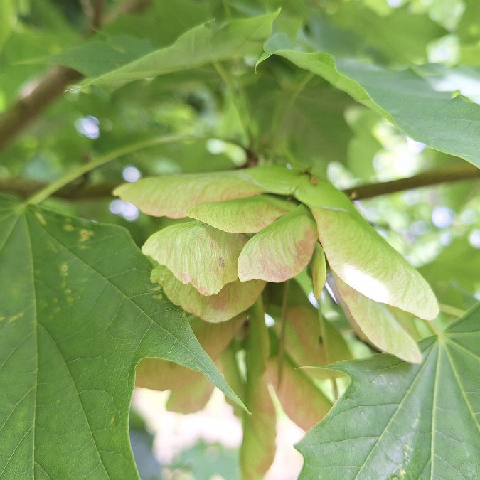 Acer platanoides 'Columnare'