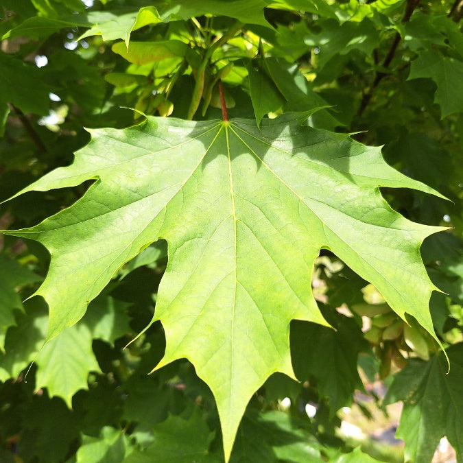 Acer platanoides 'Columnare'