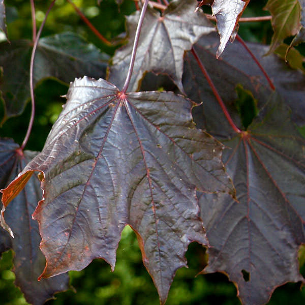 Acer platanoides 'Crimson King'
