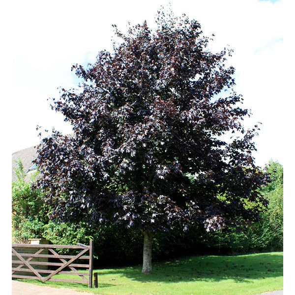 Acer platanoides 'Crimson King'