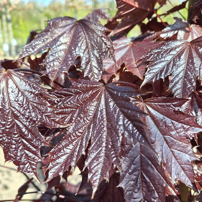 Acer platanoides 'Crimson Sentry'