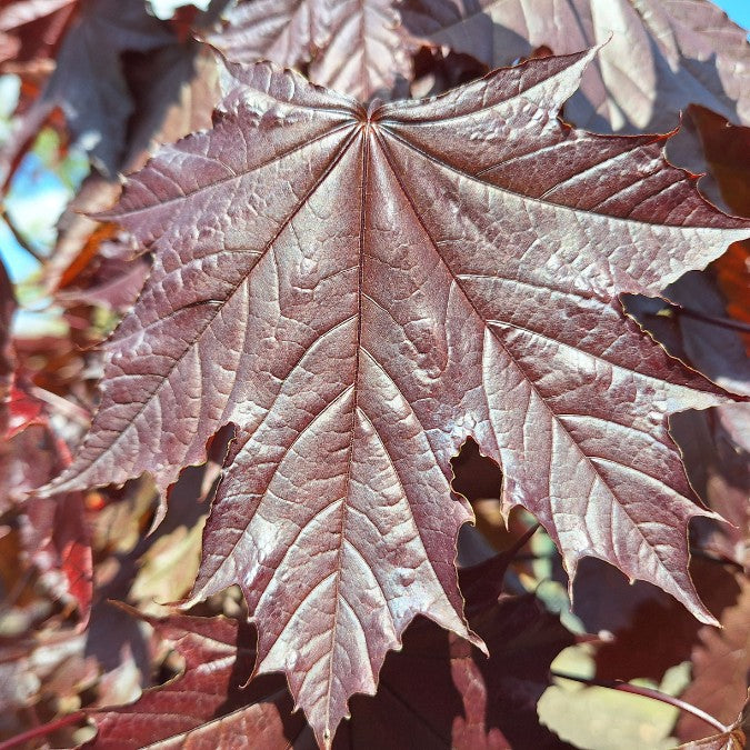 Acer platanoides 'Crimson Sentry'
