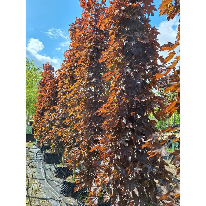 Acer platanoides 'Crimson Sentry'