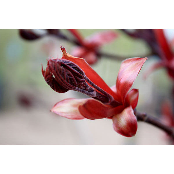 Acer platanoides 'Crimson Sentry'