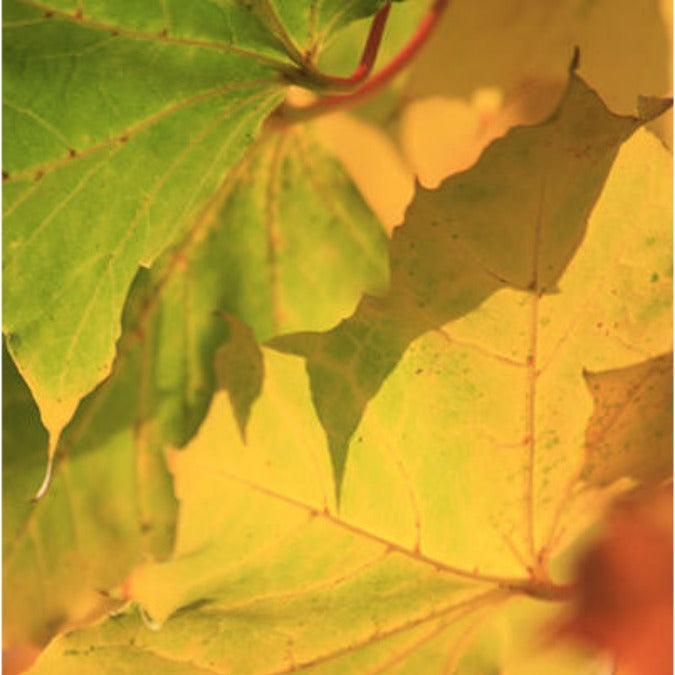 Acer platanoides 'Deborah'