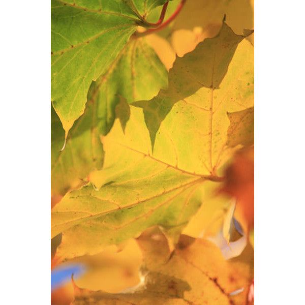 Acer platanoides 'Deborah'