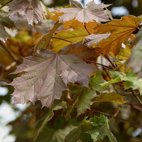Acer platanoides 'Deborah'