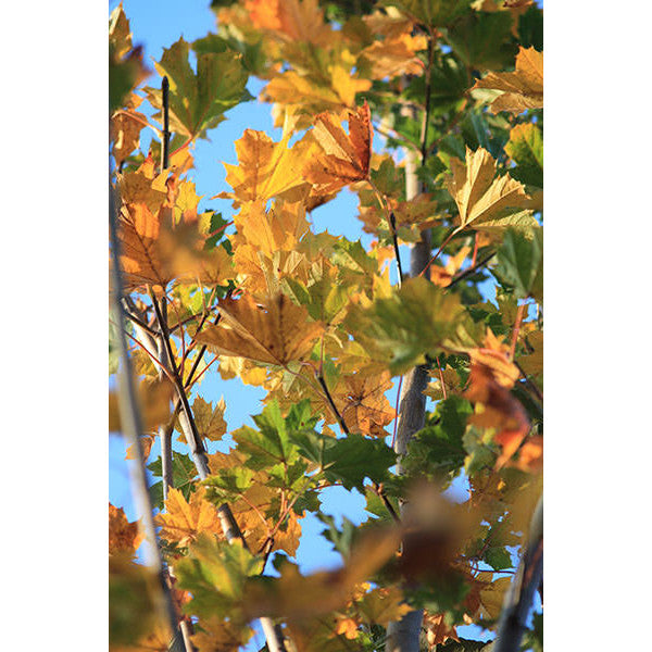 Acer platanoides 'Deborah'