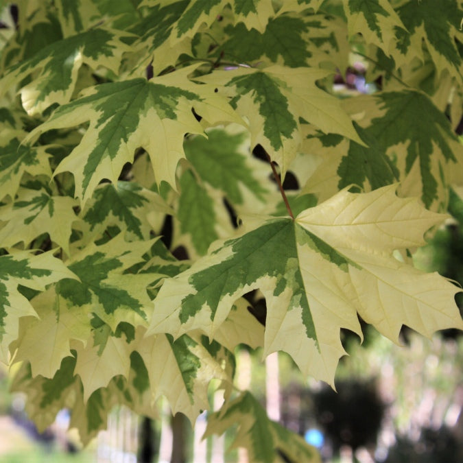 Acer platanoides 'Drumondii'