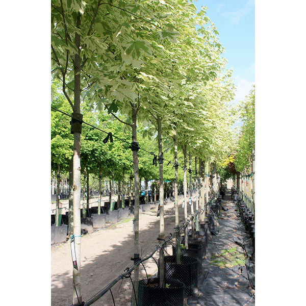 Acer platanoides 'Drumondii'