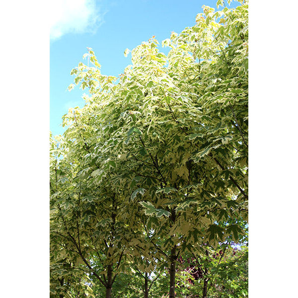Acer platanoides 'Drumondii'