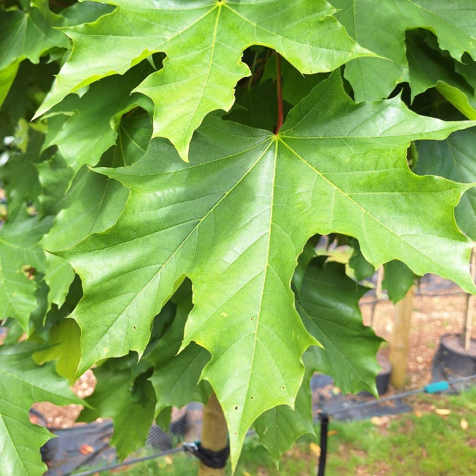 Acer platanoides 'Emerald Queen'