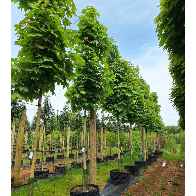 Acer platanoides 'Emerald Queen'