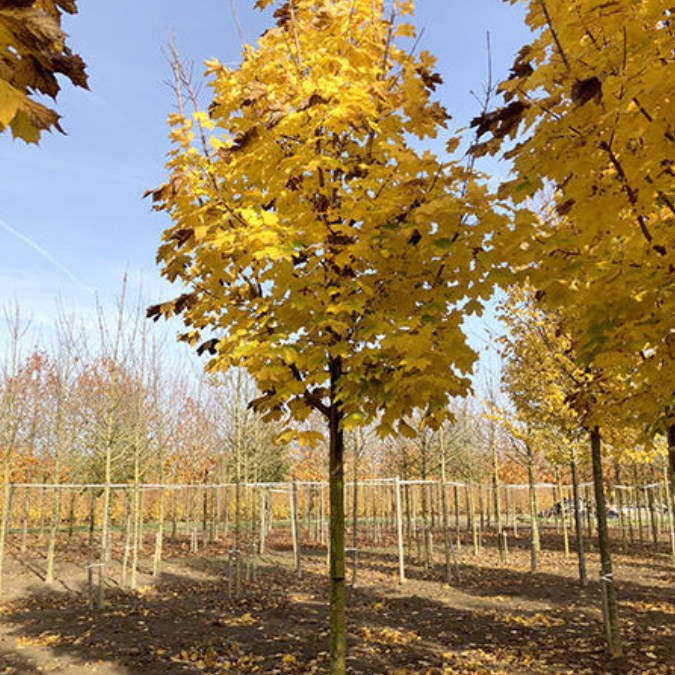 Acer platanoides 'Emerald Queen'