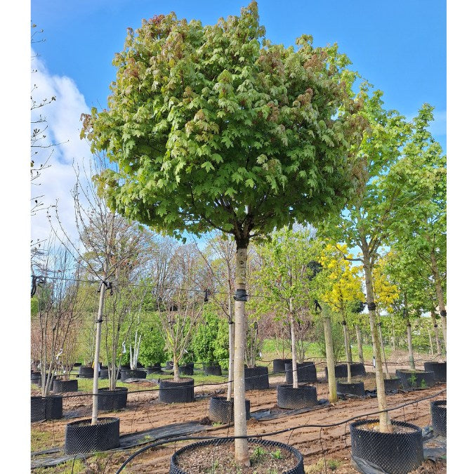 Acer platanoides 'Globosum'
