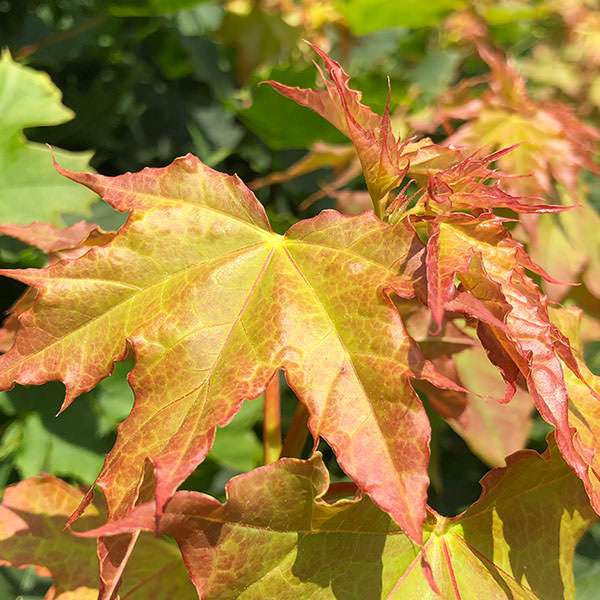 Acer platanoides 'Globosum'