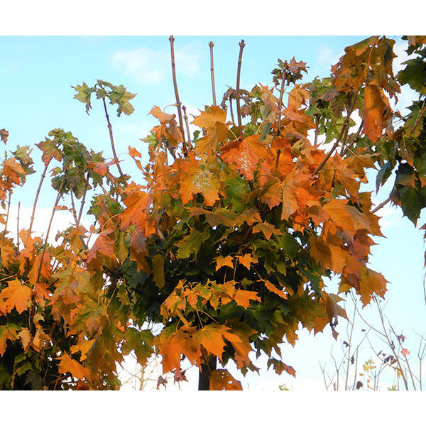 Acer platanoides 'Globosum'