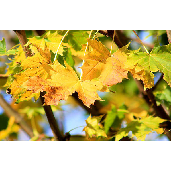 Acer platanoides 'Globosum'